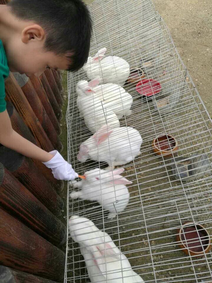 麻将胡了模拟器pg下载-麻将胡了模拟器pg下载2025最新版本